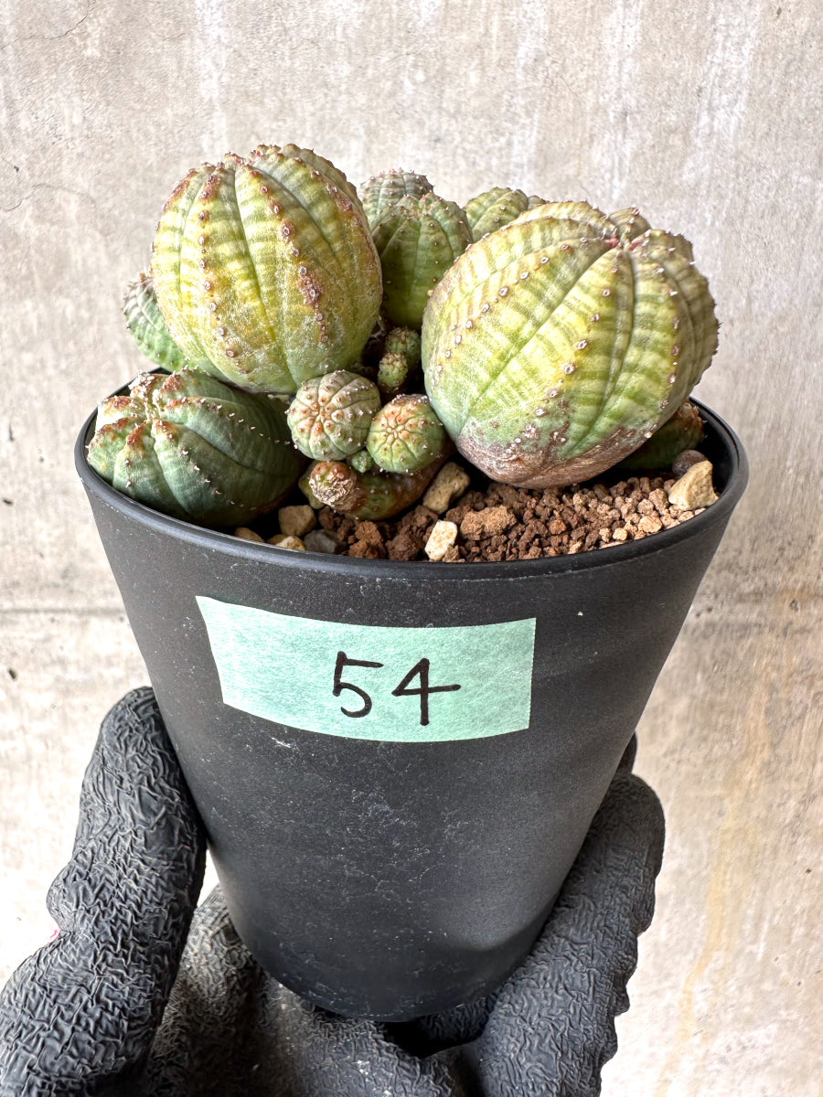 【現品限り】ユーフォルビア・オベサ 多頭【H54】 Euphorbia obesa