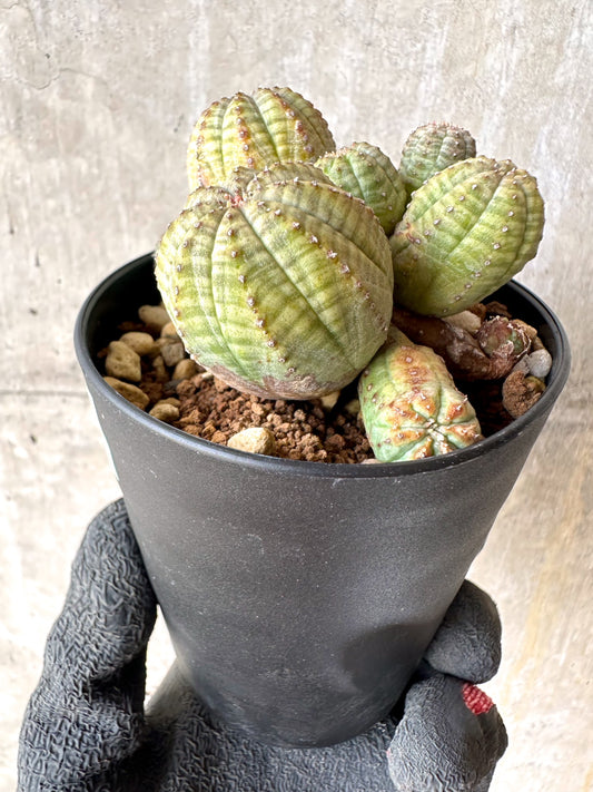 【現品限り】ユーフォルビア・オベサ 多頭【H54】 Euphorbia obesa