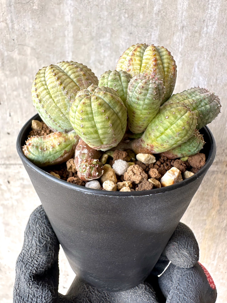 【現品限り】ユーフォルビア・オベサ 多頭【H54】 Euphorbia obesa