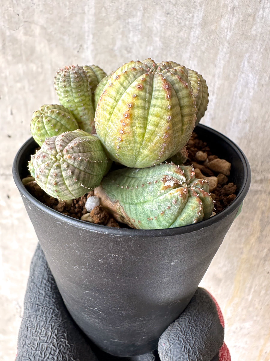 【現品限り】ユーフォルビア・オベサ 多頭【H54】 Euphorbia obesa