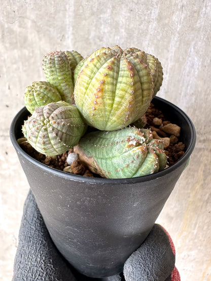 【現品限り】ユーフォルビア・オベサ 多頭【H54】 Euphorbia obesa