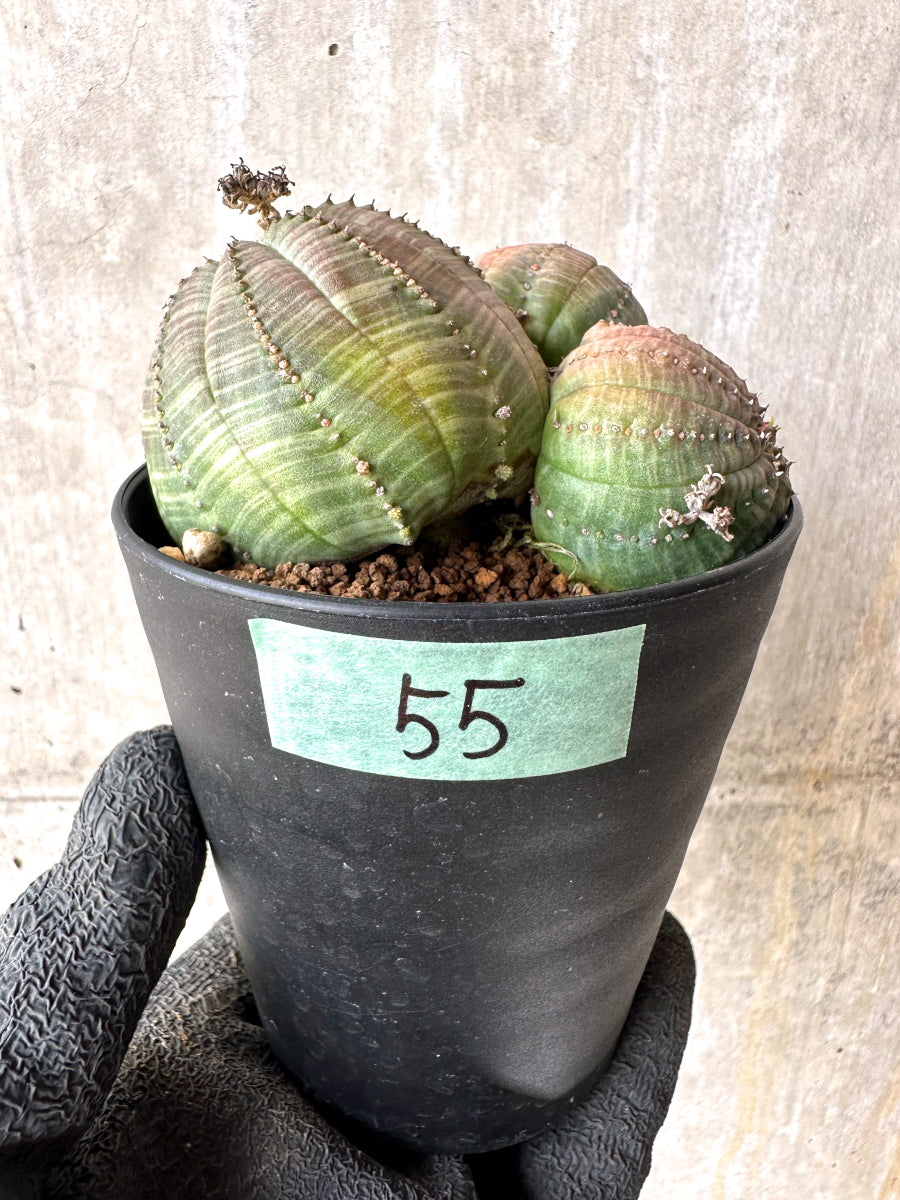 【現品限り】ユーフォルビア・オベサ 多頭【H55】 Euphorbia obesa