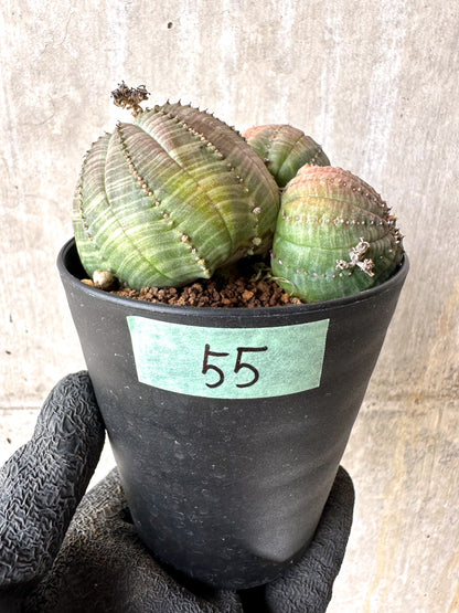 【現品限り】ユーフォルビア・オベサ 多頭【H55】 Euphorbia obesa