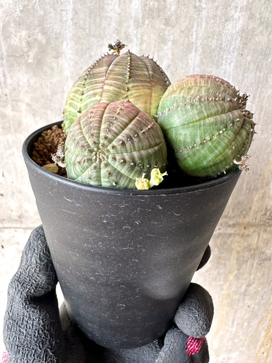 【現品限り】ユーフォルビア・オベサ 多頭【H55】 Euphorbia obesa