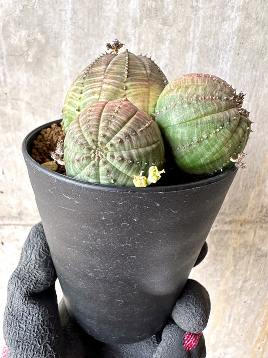 【現品限り】ユーフォルビア・オベサ 多頭【H55】 Euphorbia obesa