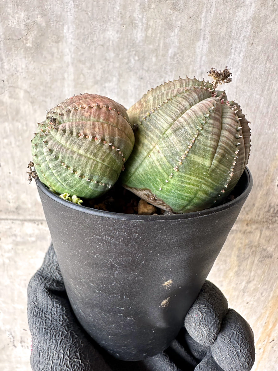 【現品限り】ユーフォルビア・オベサ 多頭【H55】 Euphorbia obesa