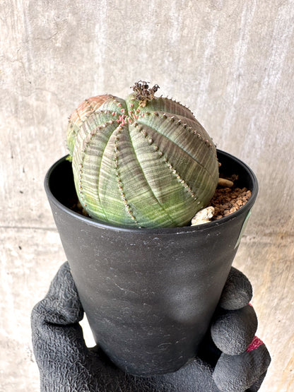 【現品限り】ユーフォルビア・オベサ 多頭【H55】 Euphorbia obesa