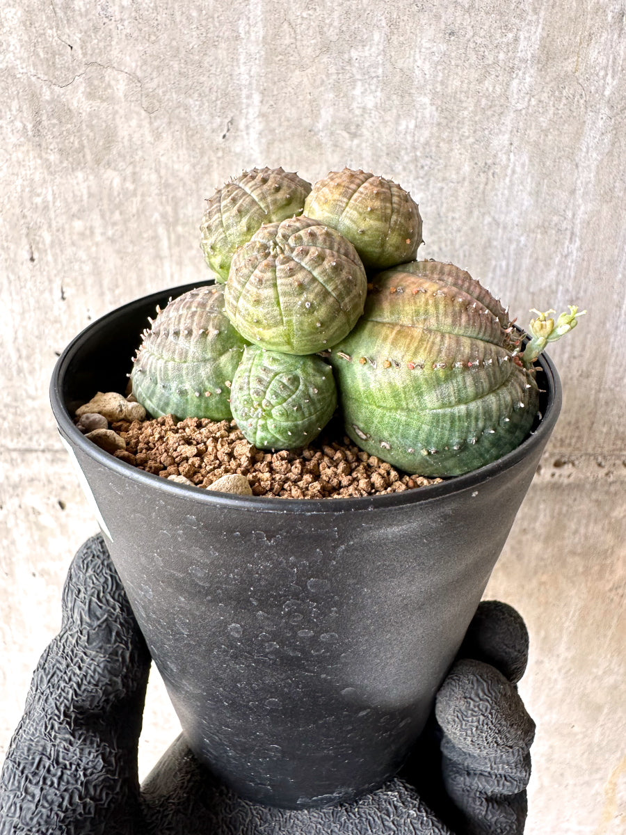現品限り】ユーフォルビア・オベサ 多頭【H56】 Euphorbia obesa 塊根