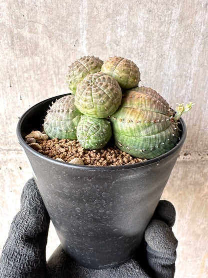 【現品限り】ユーフォルビア・オベサ 多頭【H56】 Euphorbia obesa