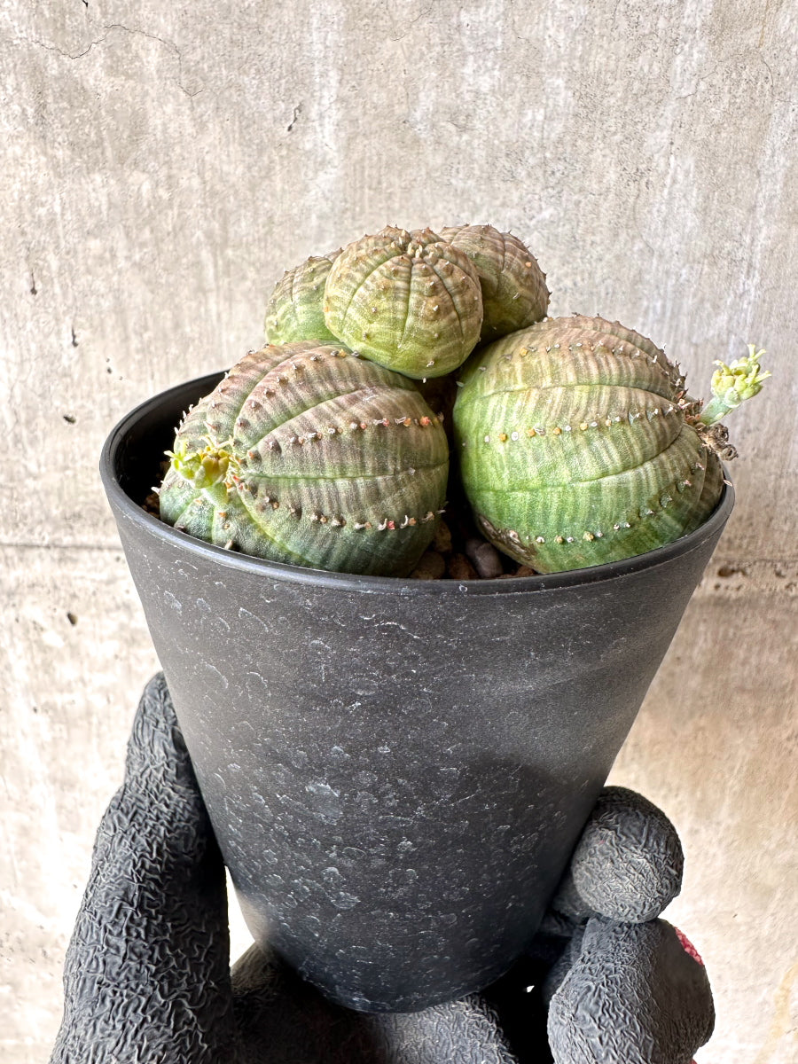【現品限り】ユーフォルビア・オベサ 多頭【H56】 Euphorbia obesa