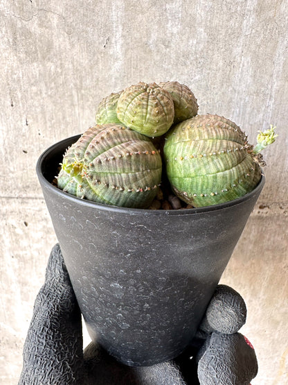 【現品限り】ユーフォルビア・オベサ 多頭【H56】 Euphorbia obesa