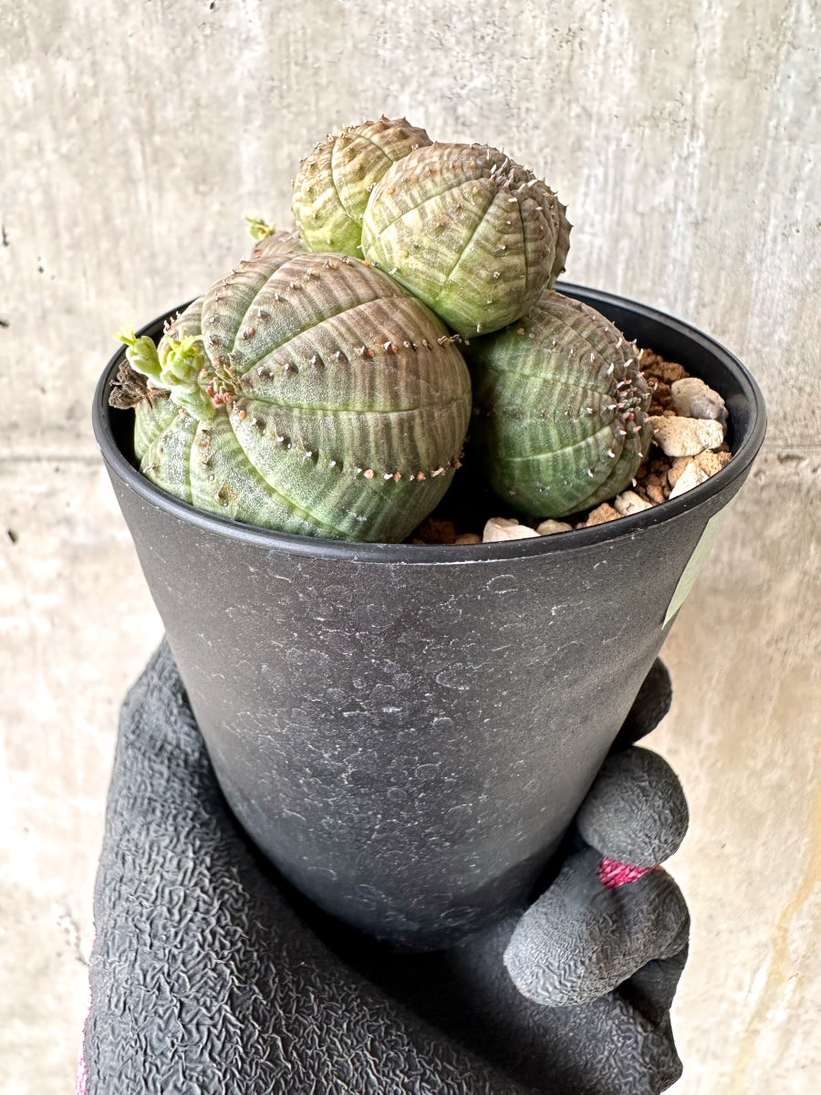 【現品限り】ユーフォルビア・オベサ 多頭【H56】 Euphorbia obesa