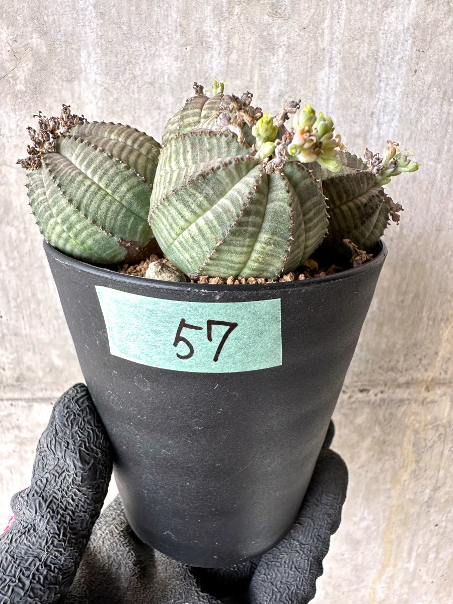 現品限り】ユーフォルビア・オベサ 多頭【H57】 Euphorbia obesa 塊根