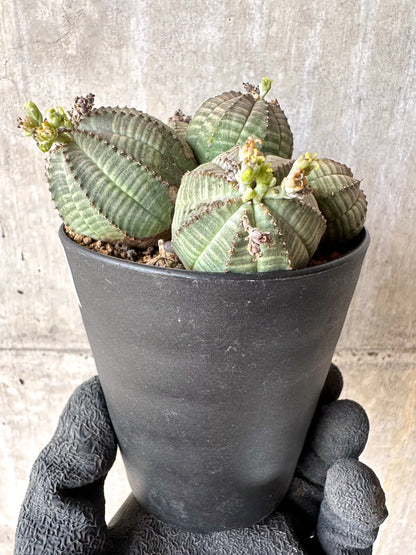 【現品限り】ユーフォルビア・オベサ 多頭【H57】 Euphorbia obesa