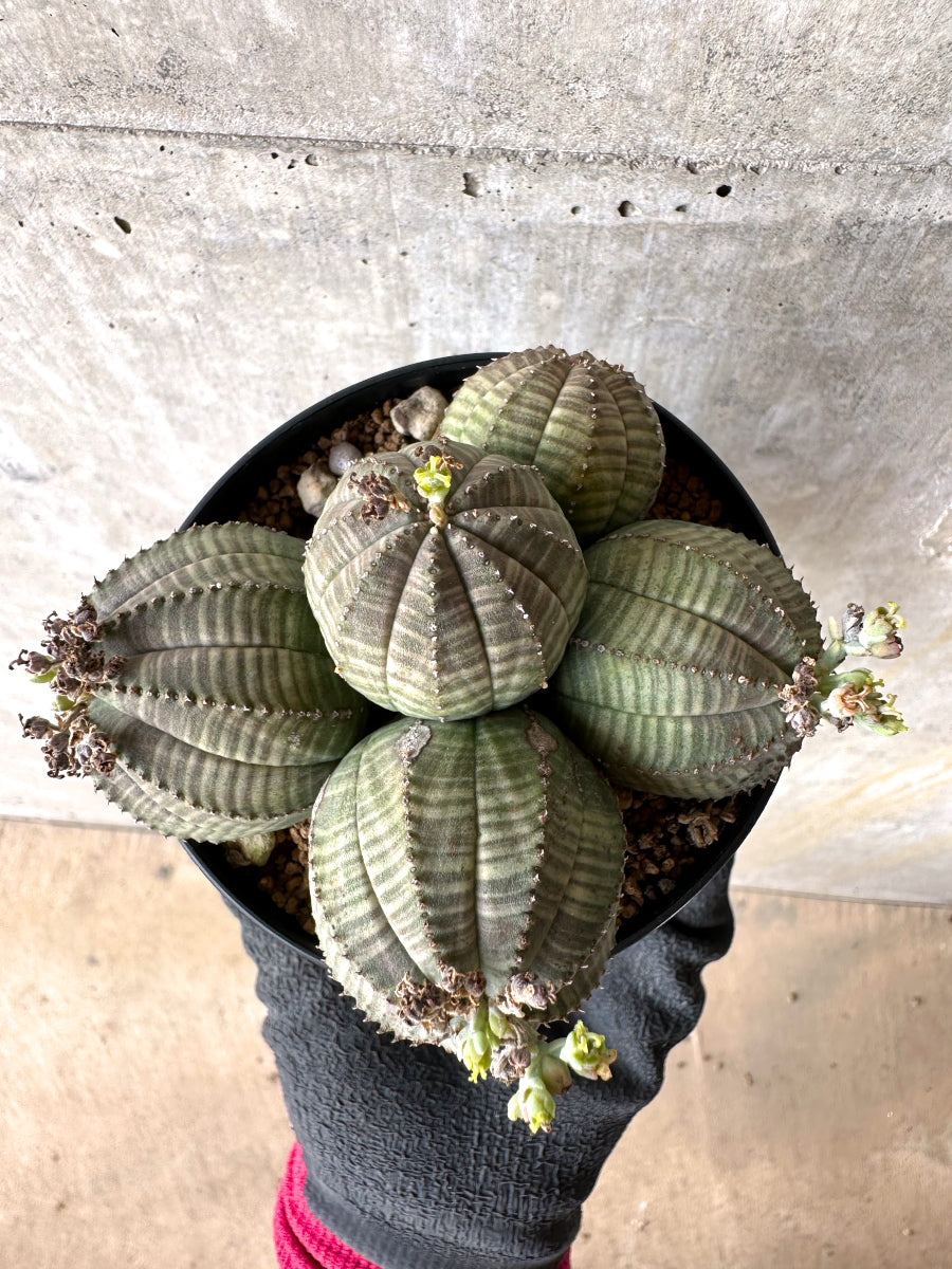 【現品限り】ユーフォルビア・オベサ 多頭【H57】 Euphorbia obesa