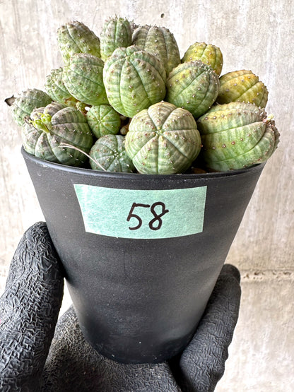 【現品限り】ユーフォルビア・オベサ 多頭【H58】 Euphorbia obesa