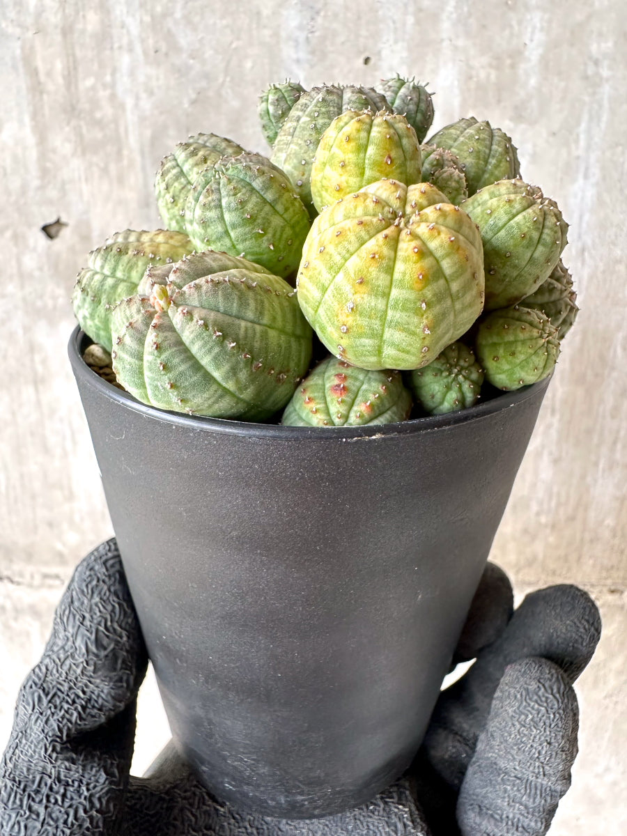 【現品限り】ユーフォルビア・オベサ 多頭【H58】 Euphorbia obesa