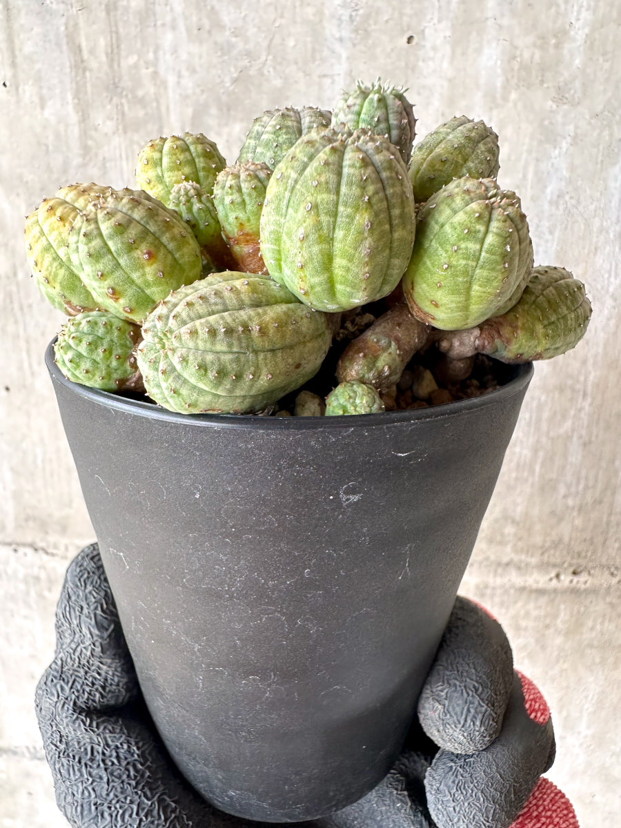 【現品限り】ユーフォルビア・オベサ 多頭【H58】 Euphorbia obesa