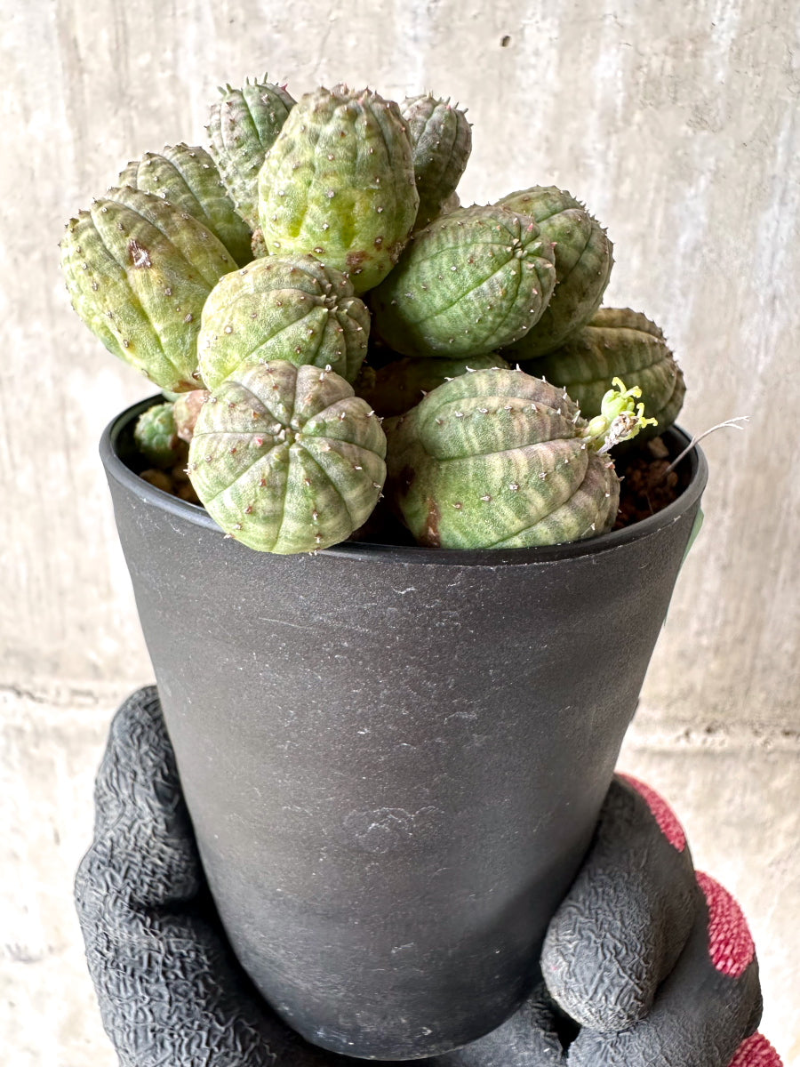 【現品限り】ユーフォルビア・オベサ 多頭【H58】 Euphorbia obesa
