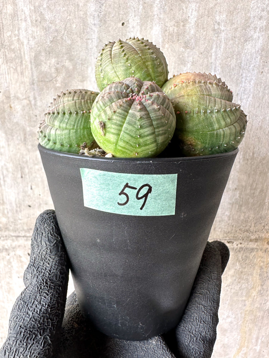 【現品限り】ユーフォルビア・オベサ 多頭【H59】 Euphorbia obesa