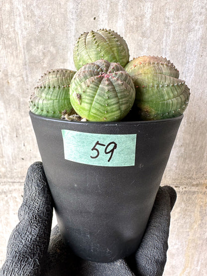 【現品限り】ユーフォルビア・オベサ 多頭【H59】 Euphorbia obesa