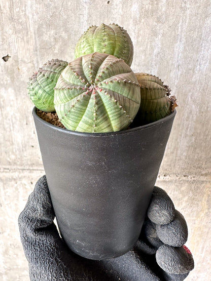 【現品限り】ユーフォルビア・オベサ 多頭【H59】 Euphorbia obesa