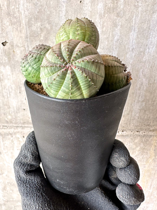【現品限り】ユーフォルビア・オベサ 多頭【H59】 Euphorbia obesa