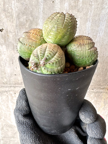 【現品限り】ユーフォルビア・オベサ 多頭【H59】 Euphorbia obesa