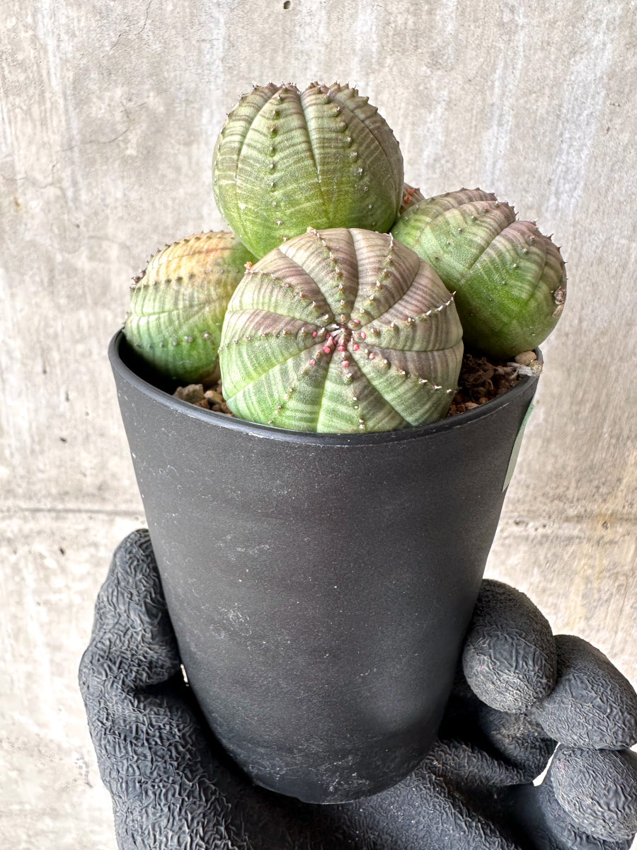 【現品限り】ユーフォルビア・オベサ 多頭【H59】 Euphorbia obesa