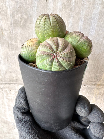 【現品限り】ユーフォルビア・オベサ 多頭【H59】 Euphorbia obesa