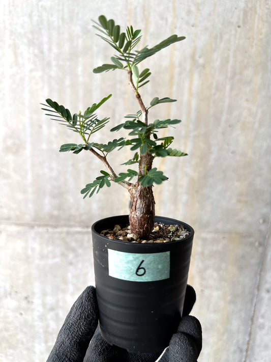 【現品限り】センナ・メリディオナリス 実生【H6】 Senna meridionalis