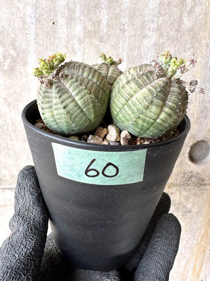 【現品限り】ユーフォルビア・オベサ 多頭【H60】 Euphorbia obesa