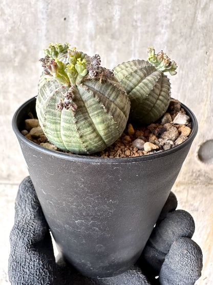 【現品限り】ユーフォルビア・オベサ 多頭【H60】 Euphorbia obesa