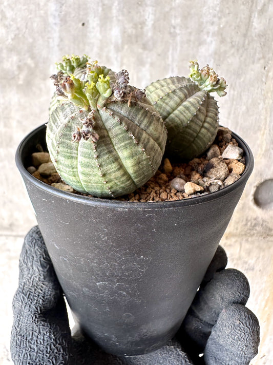 【現品限り】ユーフォルビア・オベサ 多頭【H60】 Euphorbia obesa