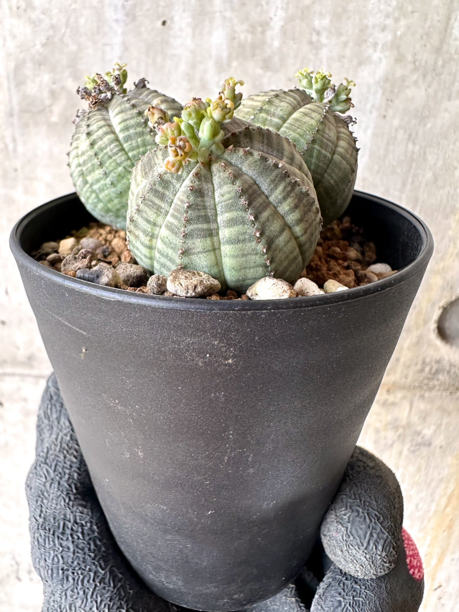 【現品限り】ユーフォルビア・オベサ 多頭【H60】 Euphorbia obesa