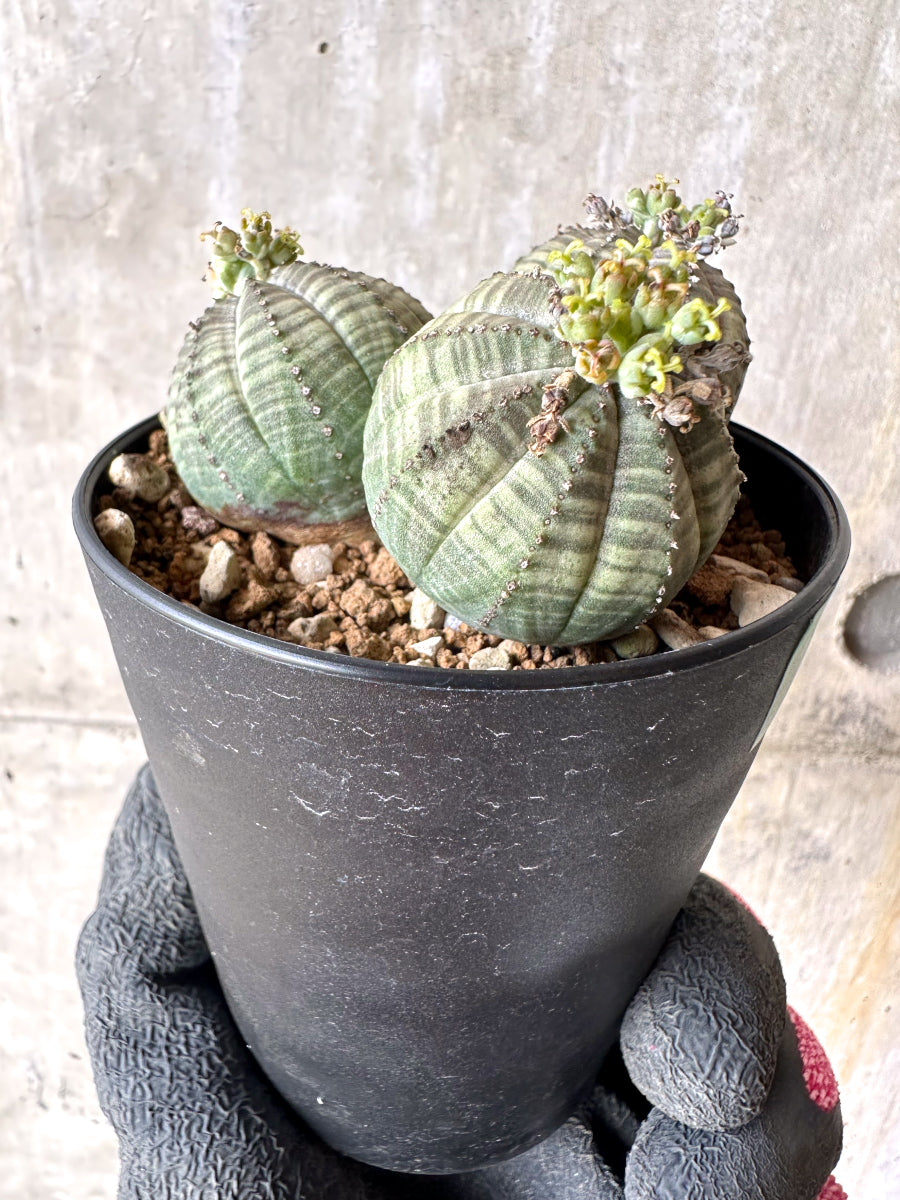 【現品限り】ユーフォルビア・オベサ 多頭【H60】 Euphorbia obesa