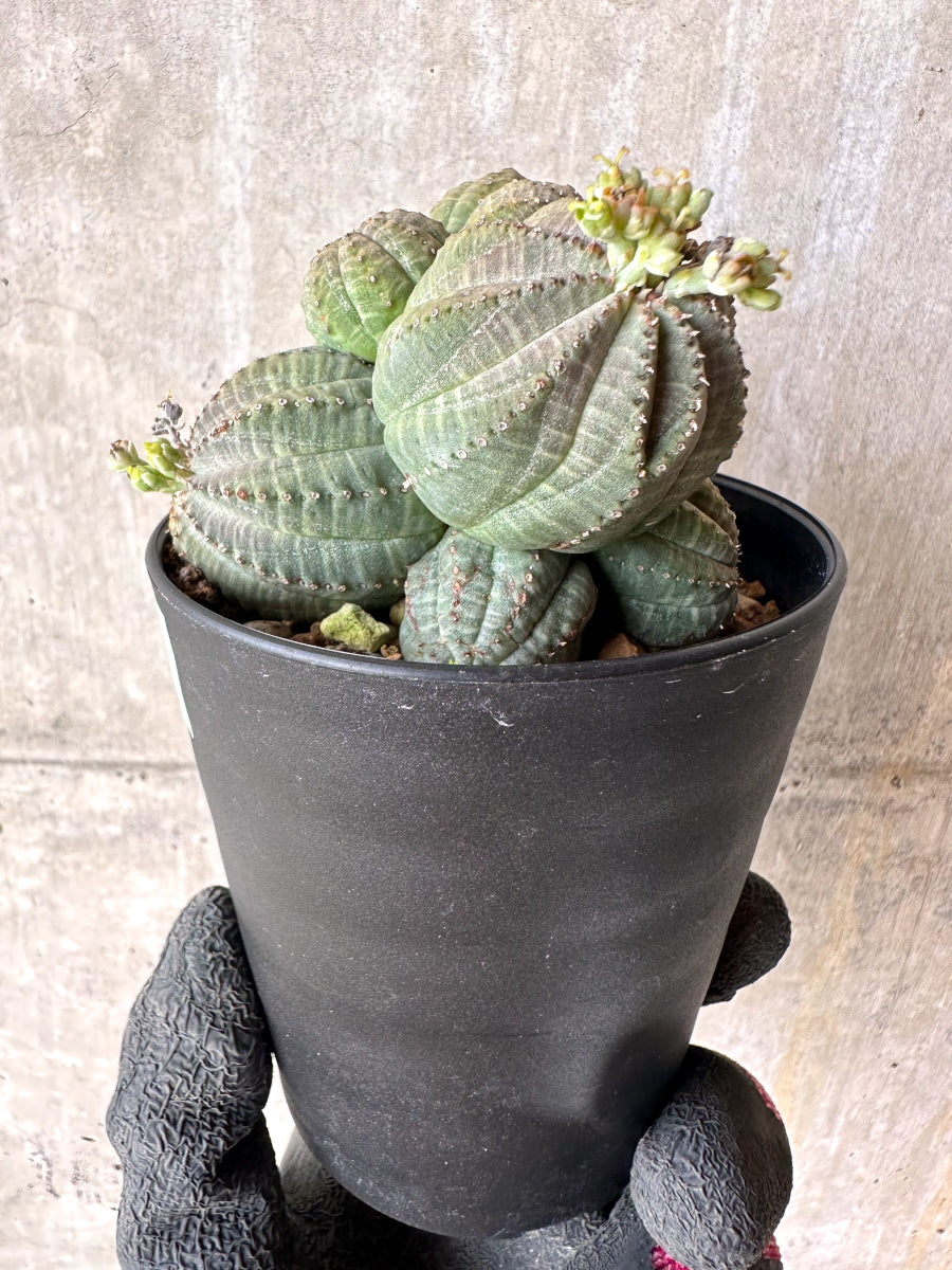 【現品限り】ユーフォルビア・オベサ 多頭【H61】 Euphorbia obesa