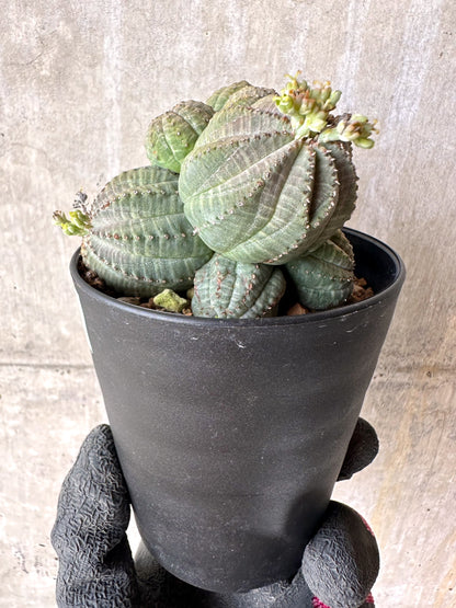 【現品限り】ユーフォルビア・オベサ 多頭【H61】 Euphorbia obesa