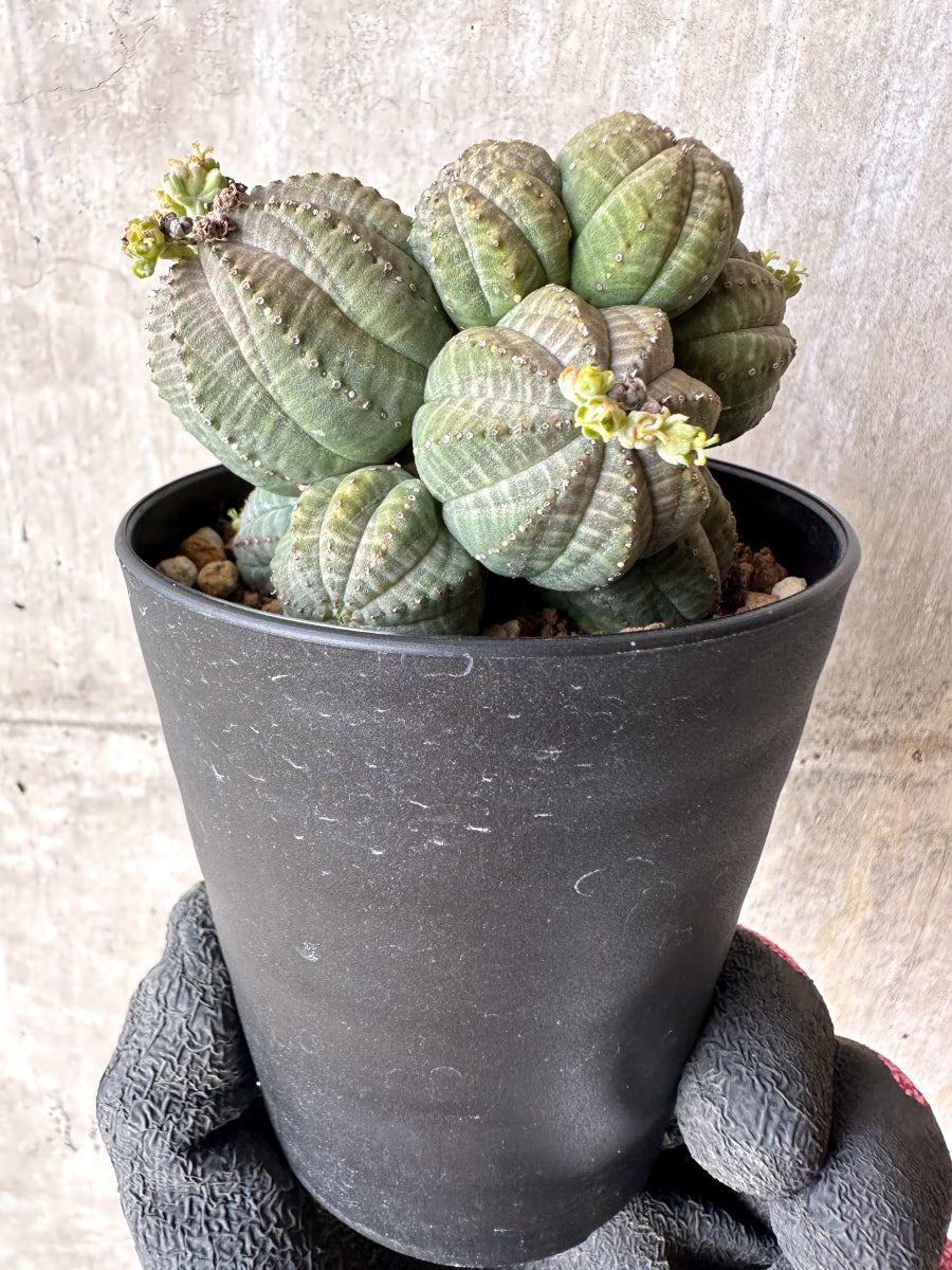 【現品限り】ユーフォルビア・オベサ 多頭【H61】 Euphorbia obesa