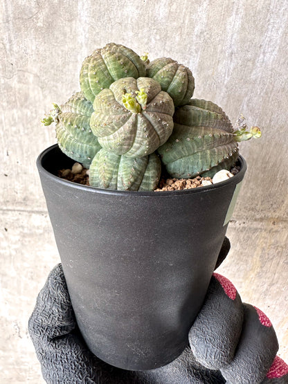 【現品限り】ユーフォルビア・オベサ 多頭【H61】 Euphorbia obesa