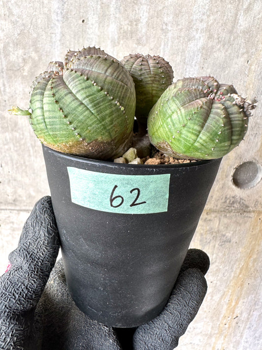 【現品限り】ユーフォルビア・オベサ 多頭【H62】 Euphorbia obesa