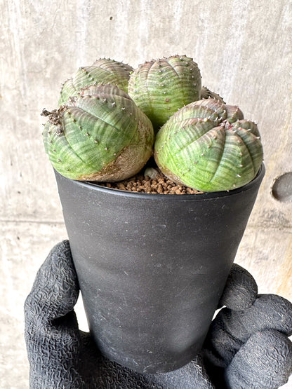 【現品限り】ユーフォルビア・オベサ 多頭【H62】 Euphorbia obesa