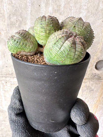 【現品限り】ユーフォルビア・オベサ 多頭【H62】 Euphorbia obesa