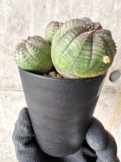 【現品限り】ユーフォルビア・オベサ 多頭【H62】 Euphorbia obesa