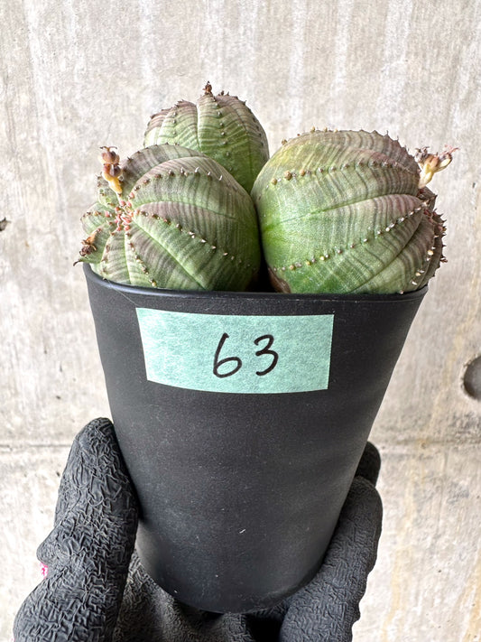 【現品限り】ユーフォルビア・オベサ 多頭【H63】 Euphorbia obesa