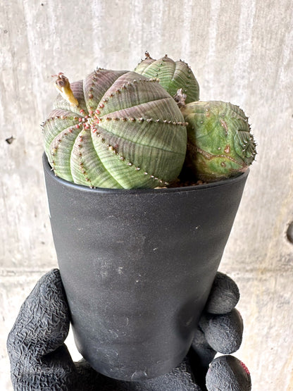 【現品限り】ユーフォルビア・オベサ 多頭【H63】 Euphorbia obesa