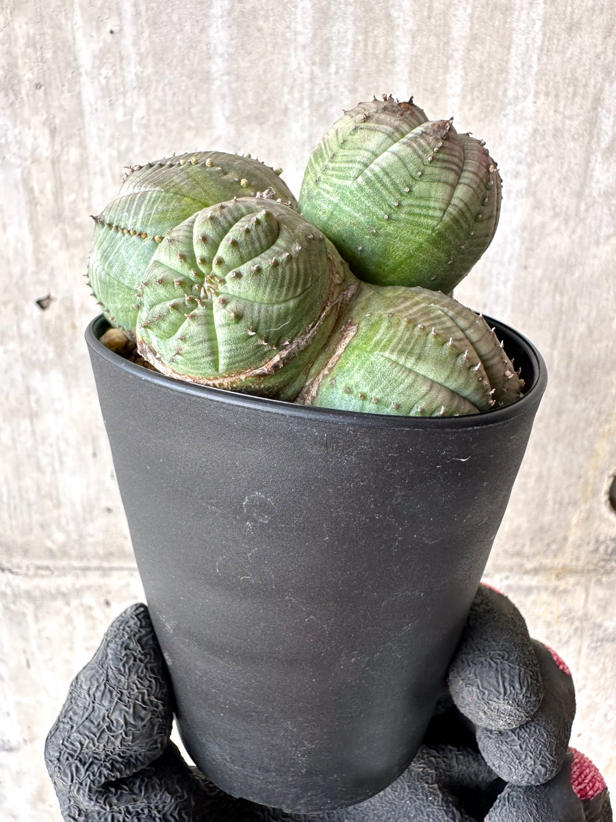 【現品限り】ユーフォルビア・オベサ 多頭【H63】 Euphorbia obesa