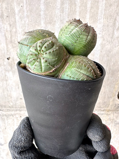 【現品限り】ユーフォルビア・オベサ 多頭【H63】 Euphorbia obesa