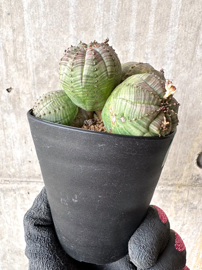 【現品限り】ユーフォルビア・オベサ 多頭【H63】 Euphorbia obesa