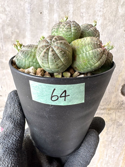 【現品限り】ユーフォルビア・オベサ 多頭【H64】 Euphorbia obesa